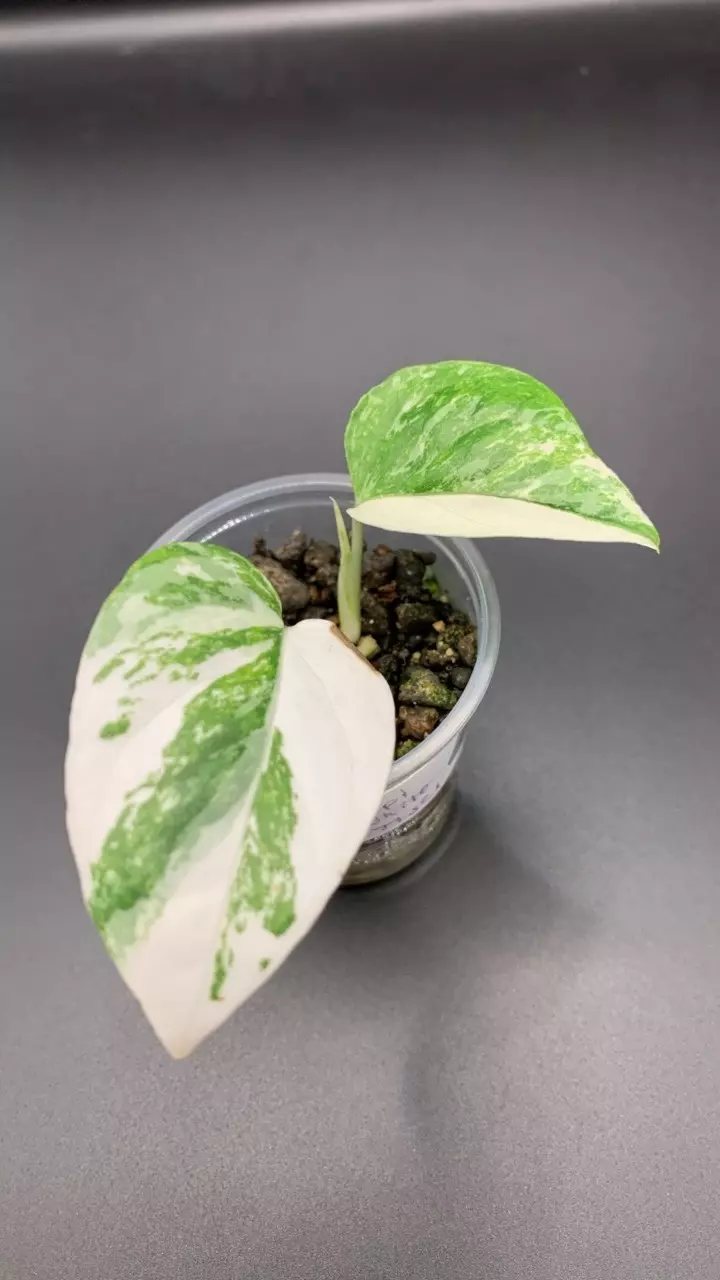 0205 epipremnum pinnatum White Tiger NEW CULTIVAR thumbnail