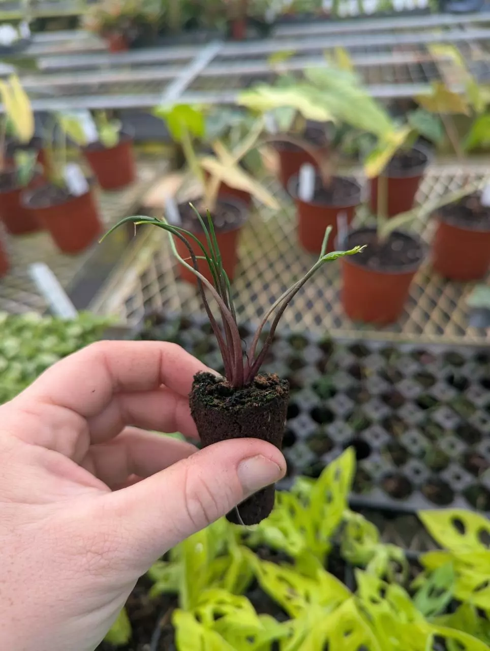 Alocasia 'Flying Squid' thumbnail