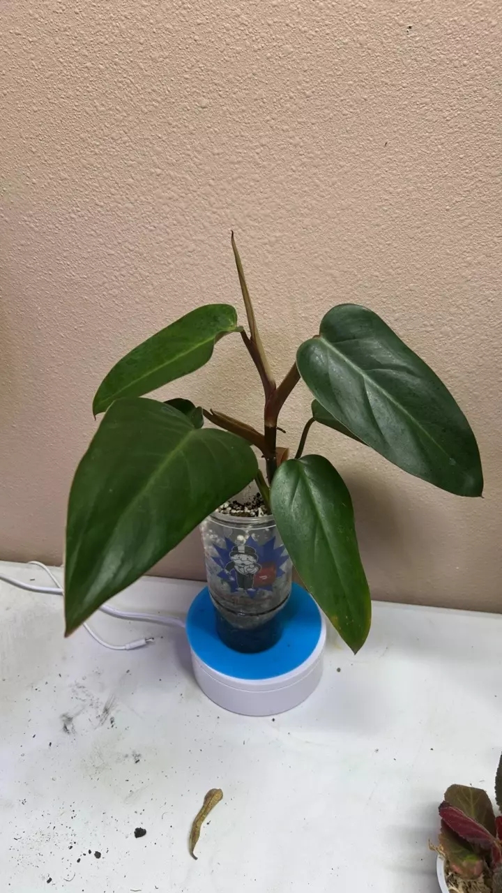 Philodendron Imperial Red Erubescens thumbnail