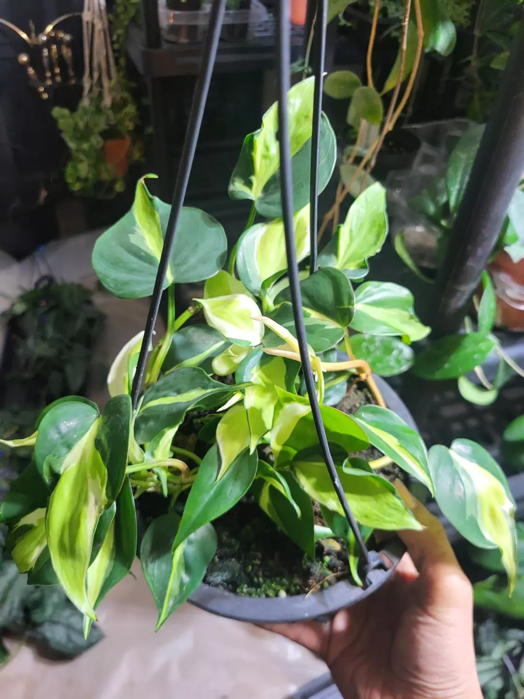 Philodednron cream splash hanging basket( thumbnail