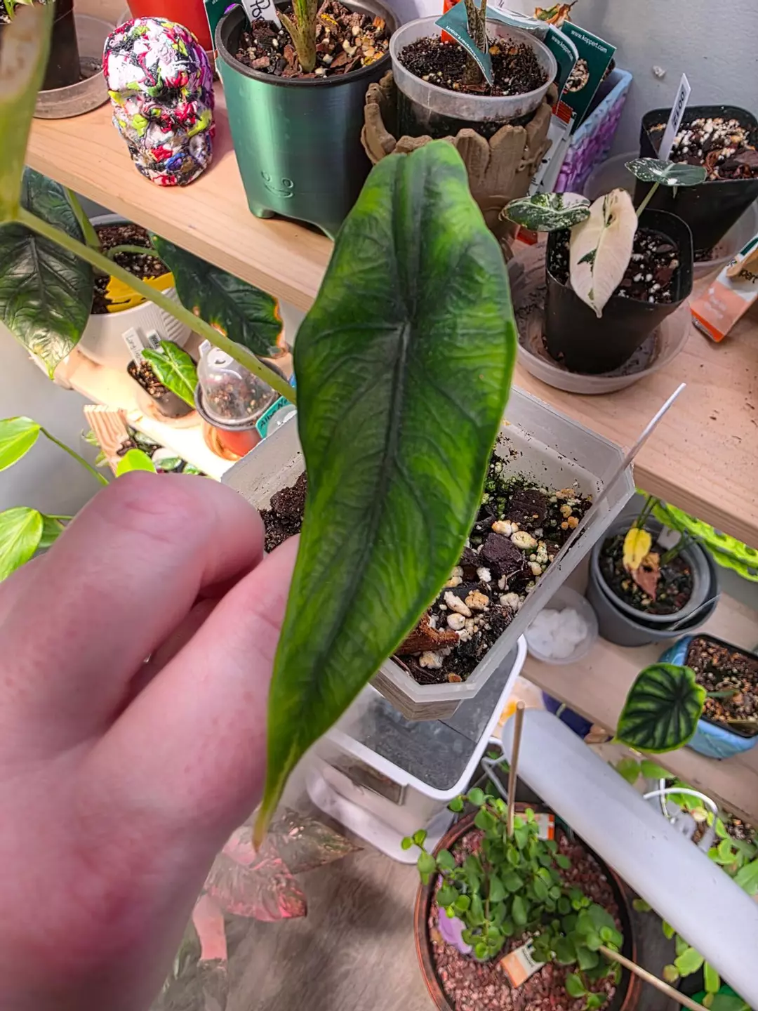 0022 venusta pup thumbnail