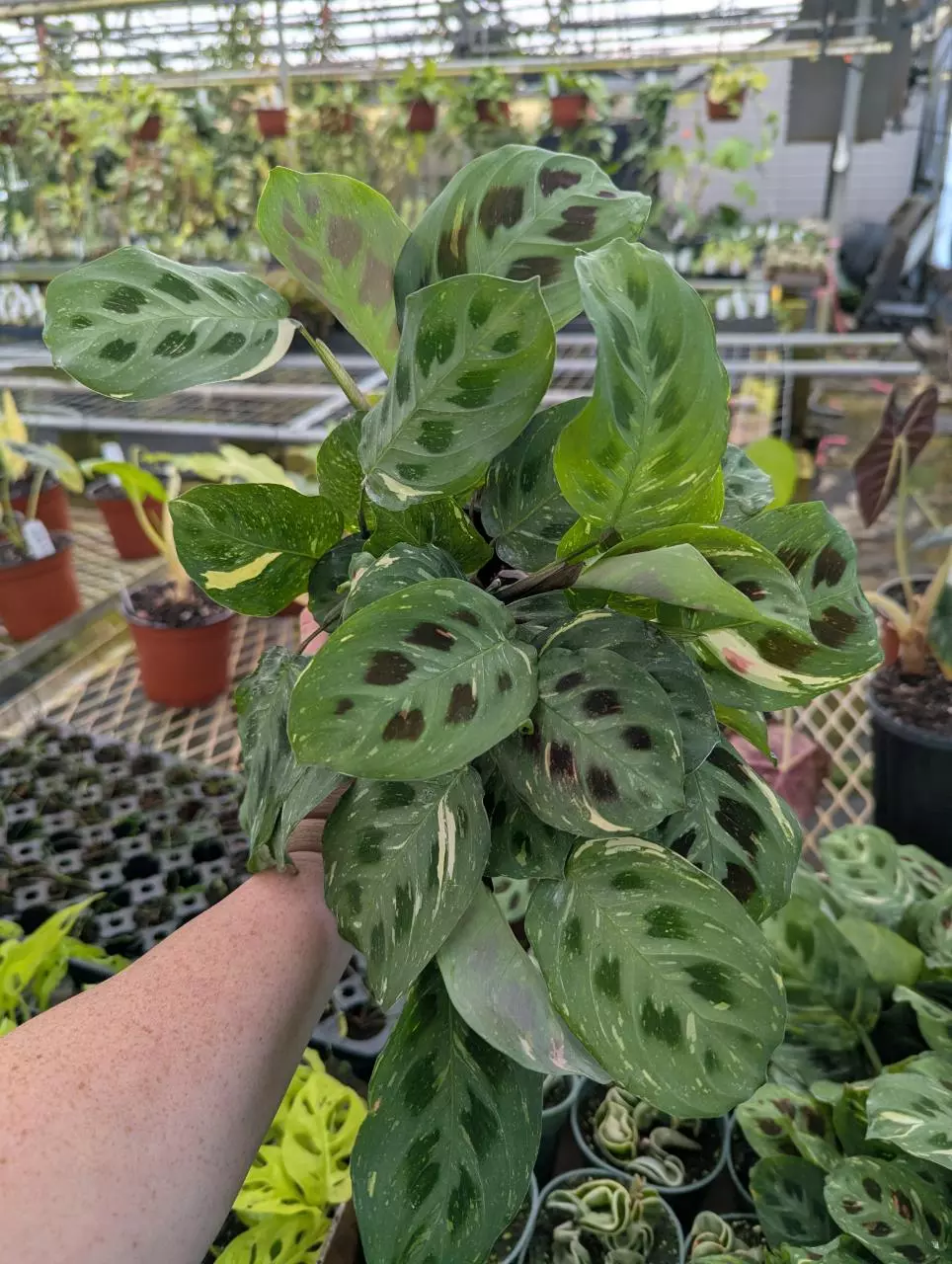 Variegated Maranta 'Beauty Kim' thumbnail