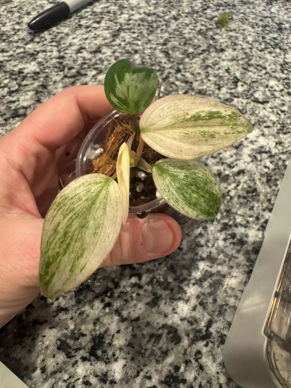 Philodendron Mican Variegated B thumbnail