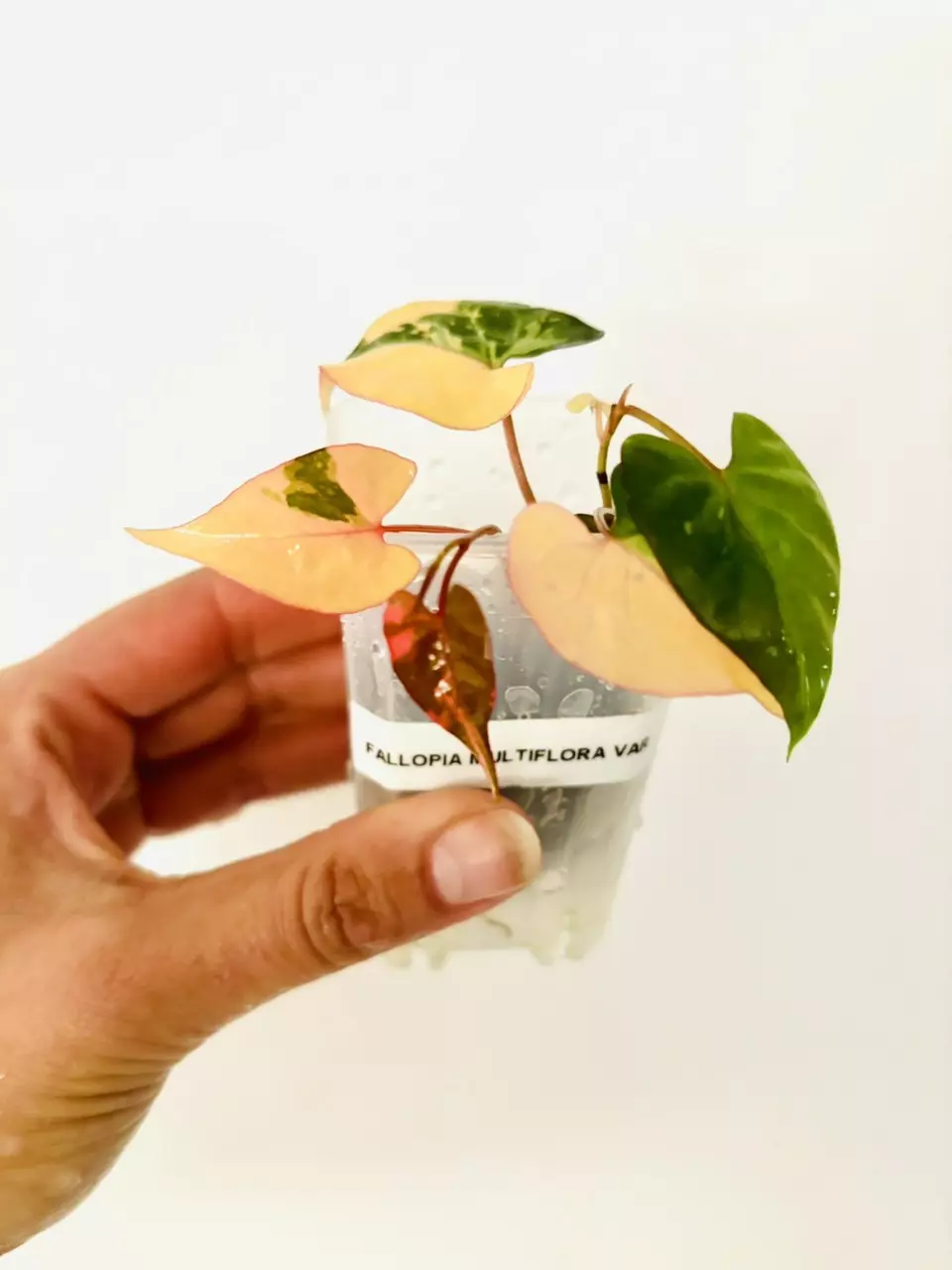 Fallopia Multiflora Variegata Plant-GC thumbnail