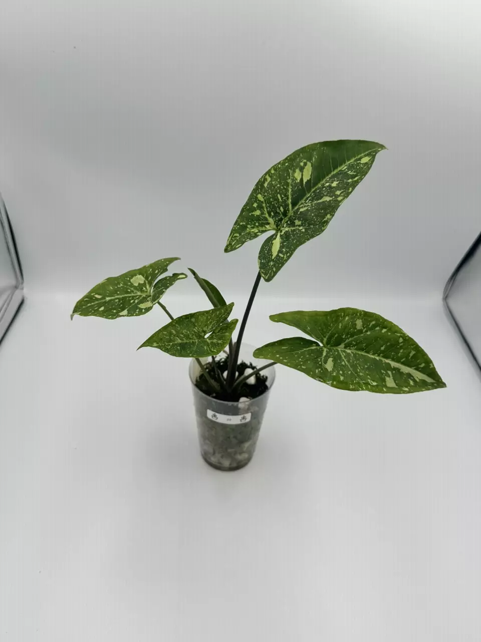 Panda Galaxy Syngonium - Exact Plant thumbnail