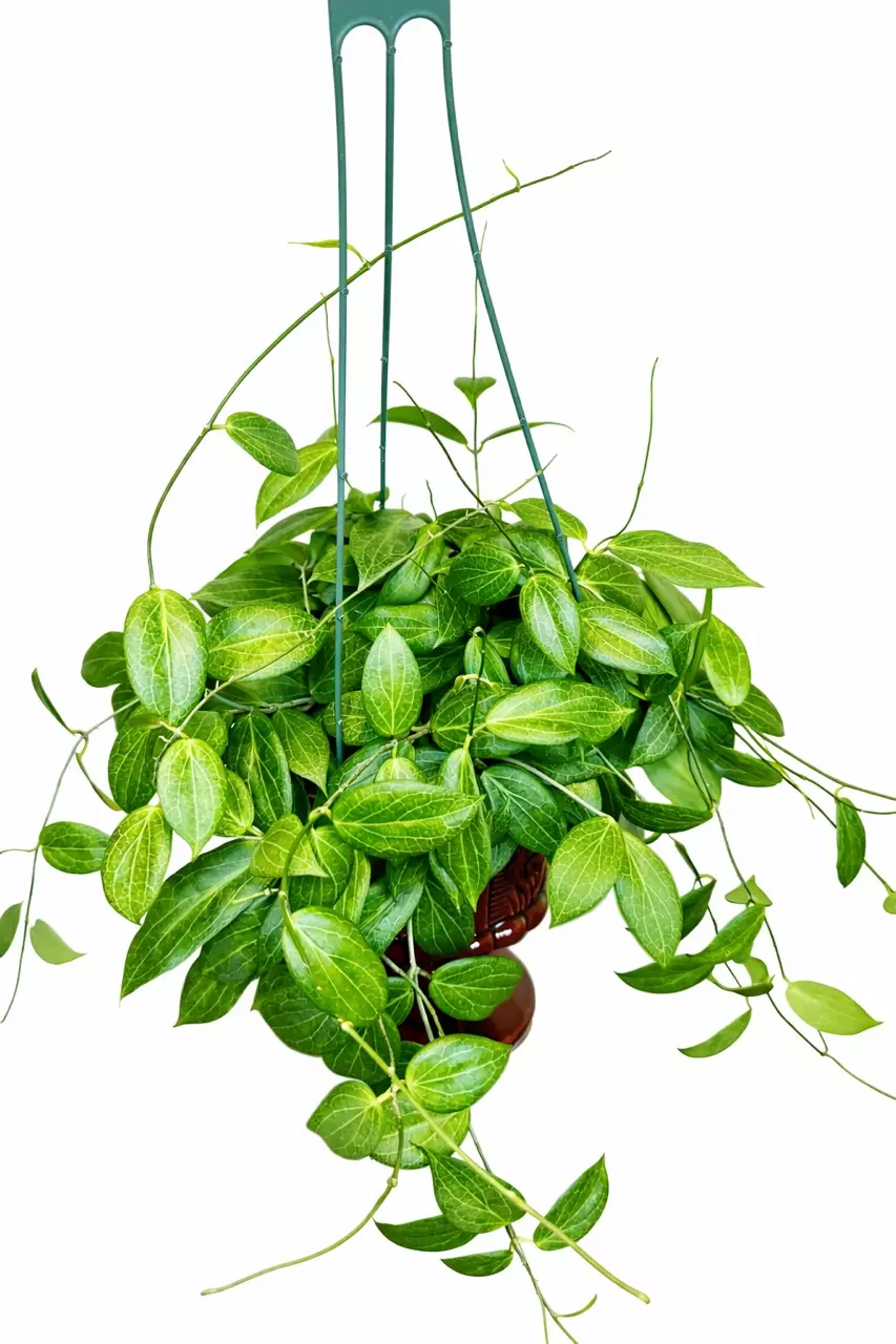 6” Hoya Fitchii thumbnail