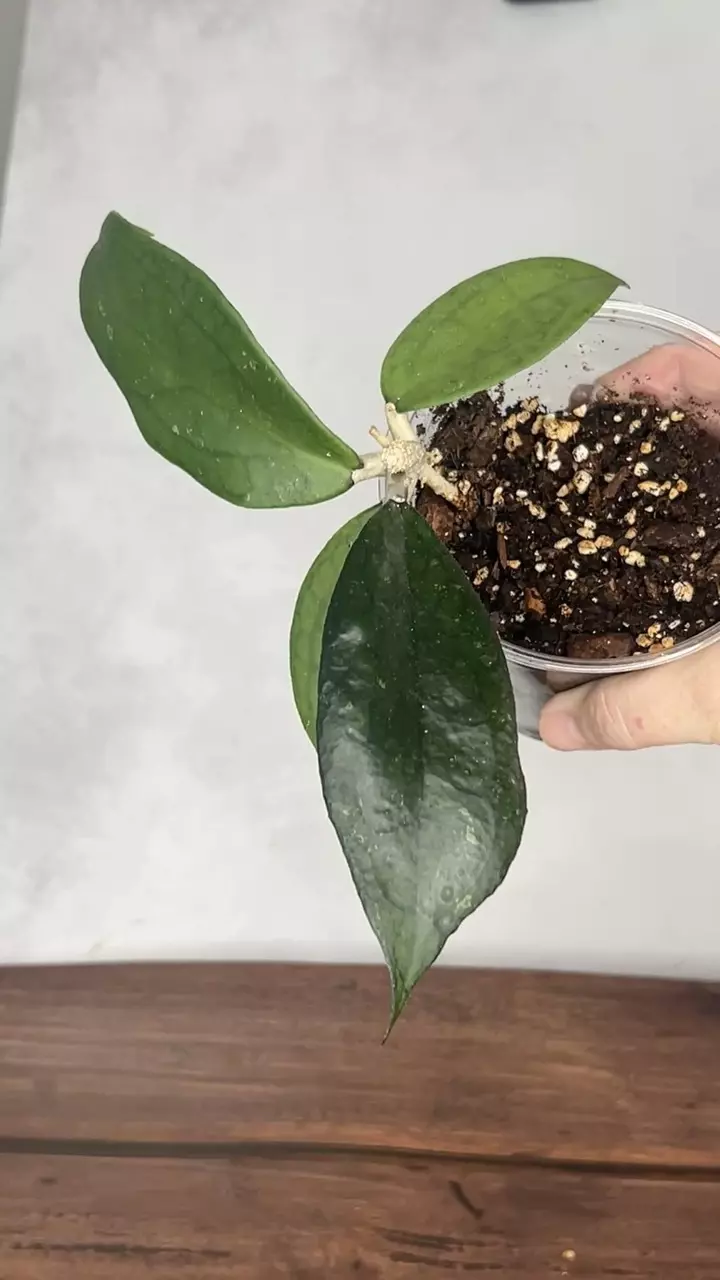 Hoya Jennifer thumbnail