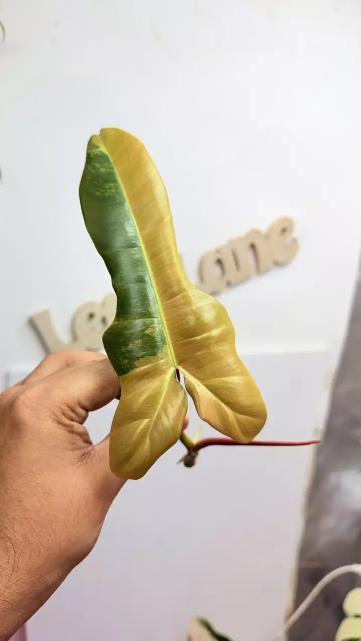 Philodendron Brown Beauty rooting top cut thumbnail