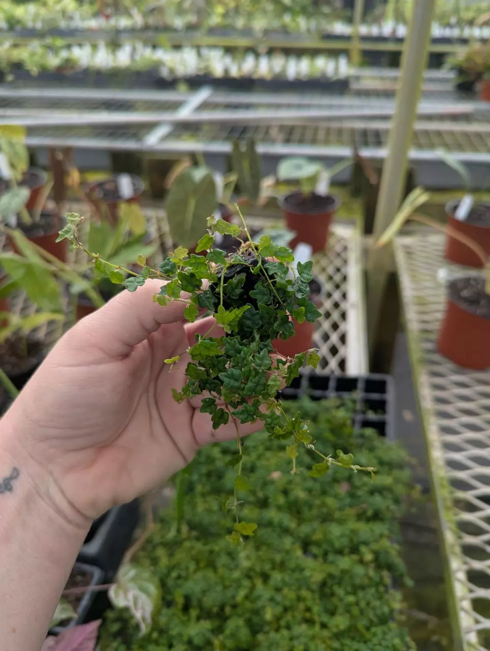 String of Frogs thumbnail