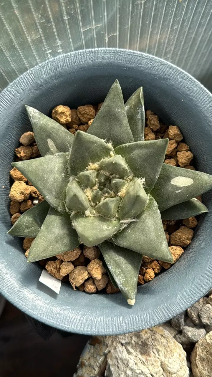 Ariocarpus trigonus 5.3” pot. thumbnail