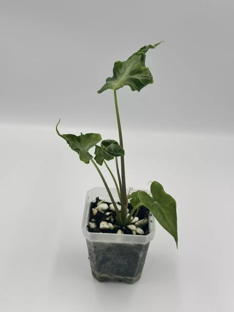 Teletubbies Alocasia thumbnail