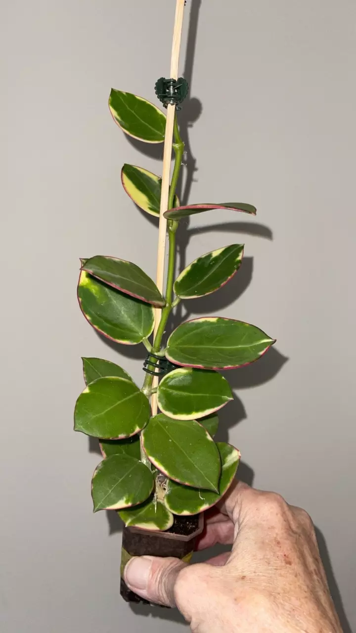 152 Hoya parasitica 'Albomarginata'  6+ nodes thumbnail