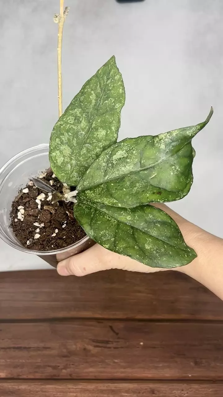 Hoya sp. Bahoi thumbnail
