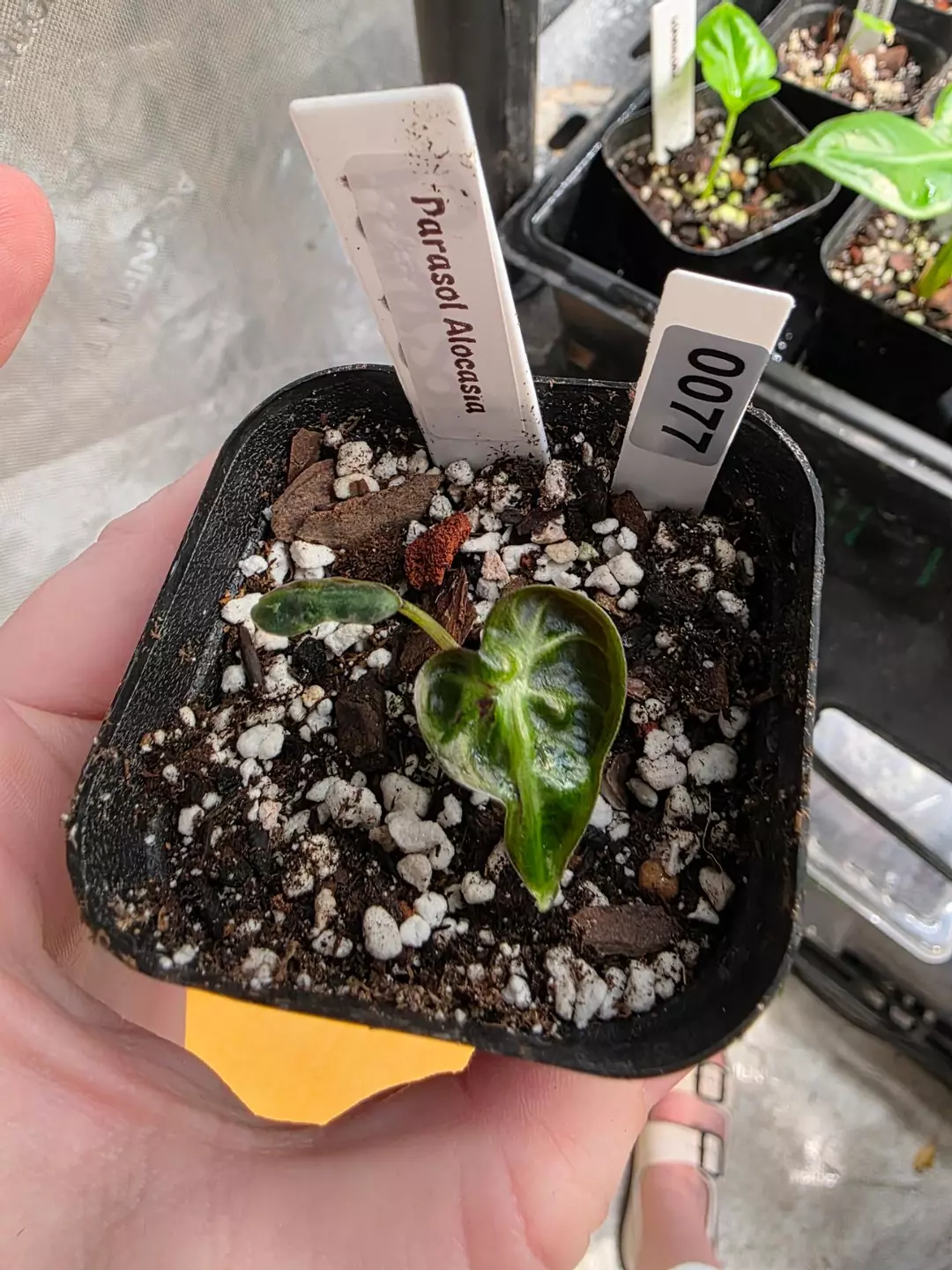 0077 parasol pup thumbnail