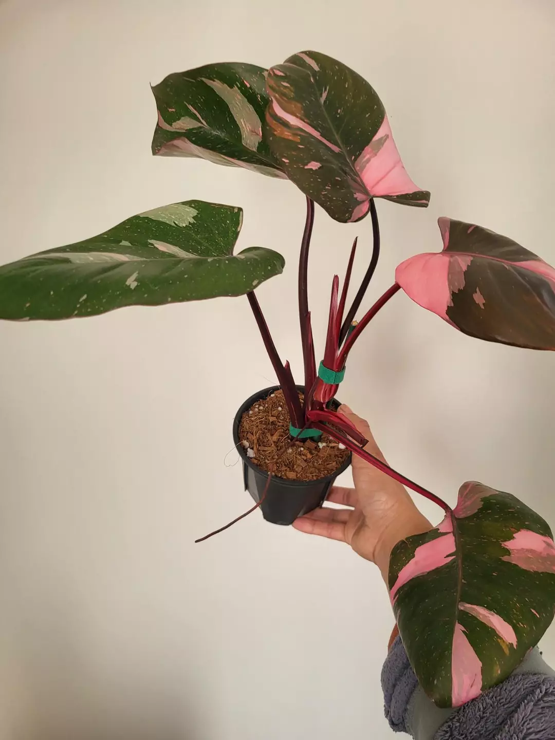 Philodendron pink princess king marble thumbnail