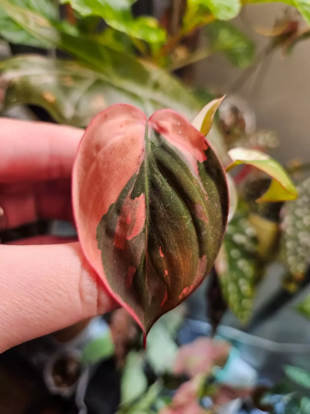 Pink Albo Micans thumbnail