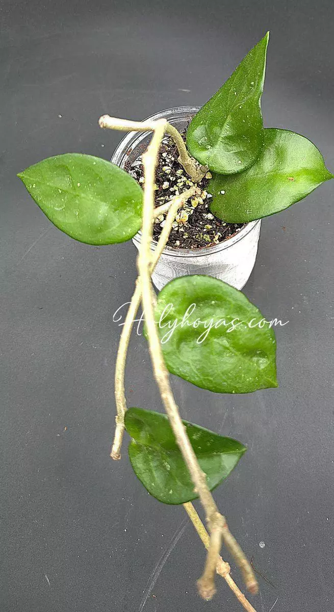 Hoya SS21-01 thumbnail