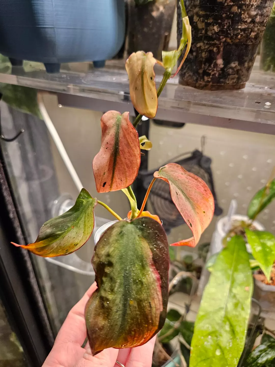 Mint micans thumbnail