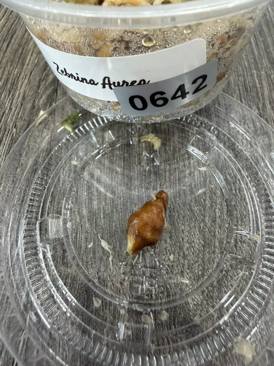 Zebrina Aurea Corm #642 thumbnail