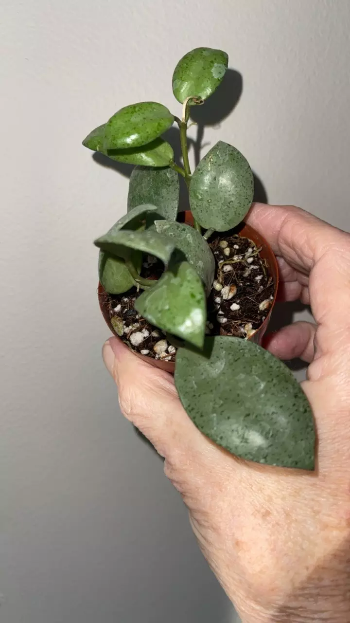 165 Hoya lacunosa 'Silver Pearl' (or 'White Pearl') thumbnail