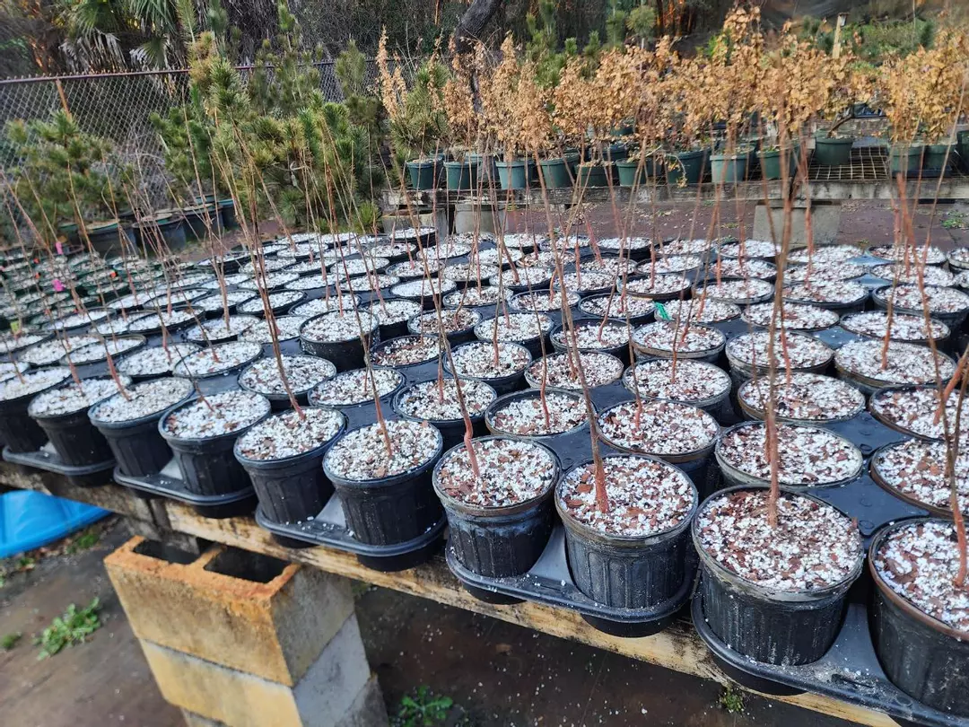 Bald cypress seedlings in 1 gallon pots. thumbnail