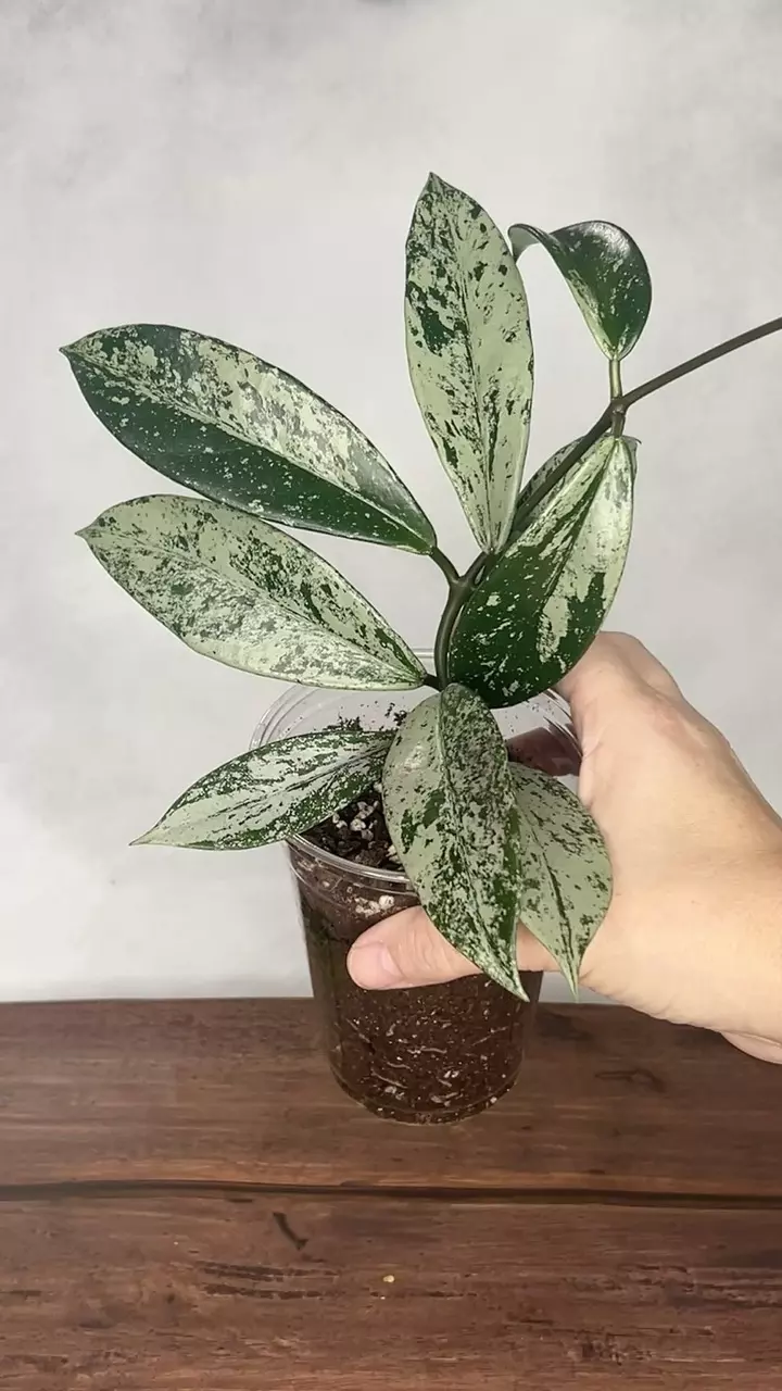 Hoya pubicalyx Pink Silver thumbnail
