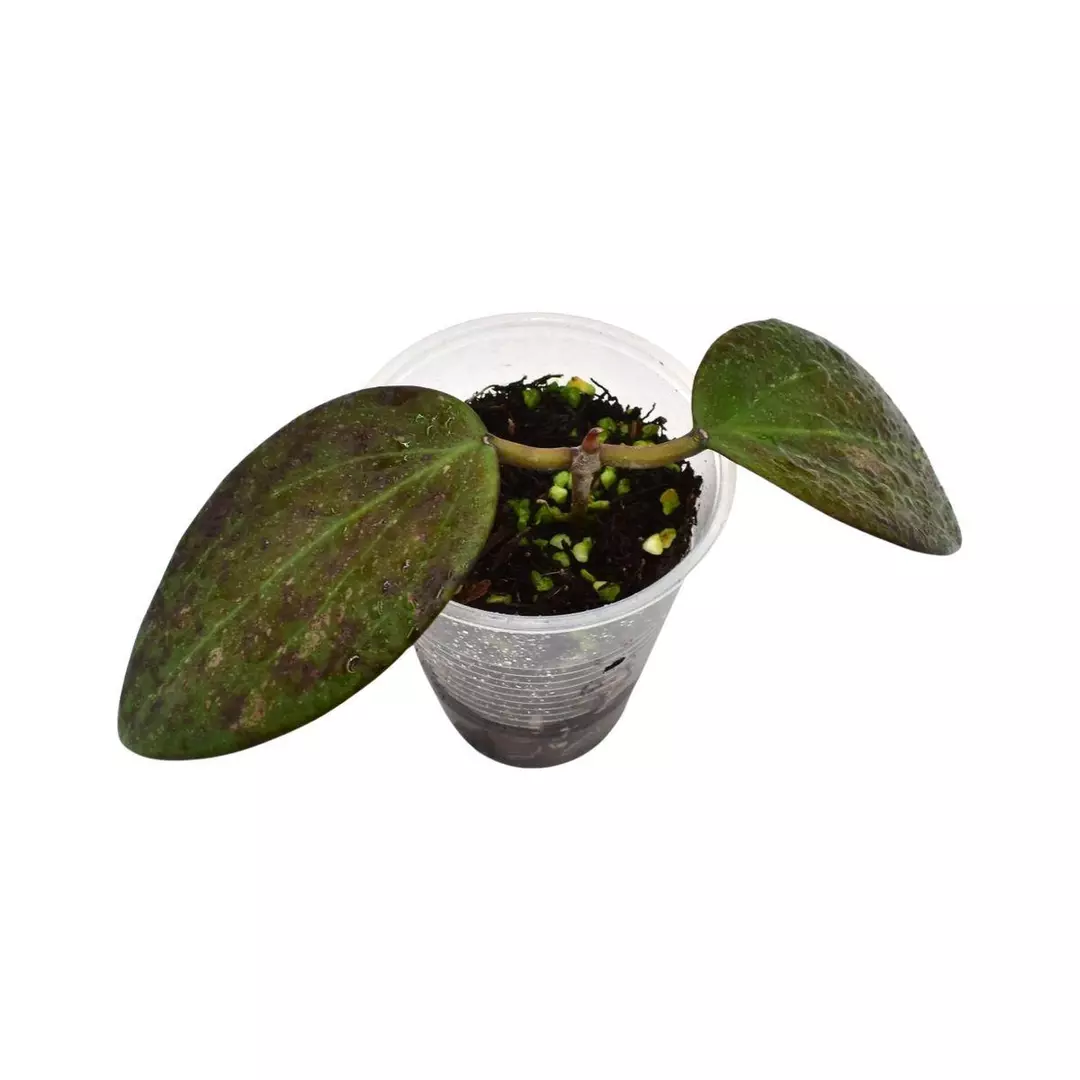 Hoya Chiang Mai thumbnail