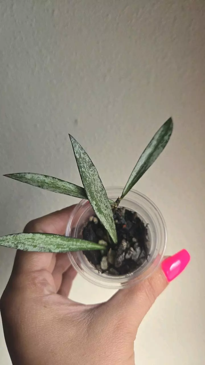 Hoya Tanggamus 'Bamboo' Silver #2981 thumbnail