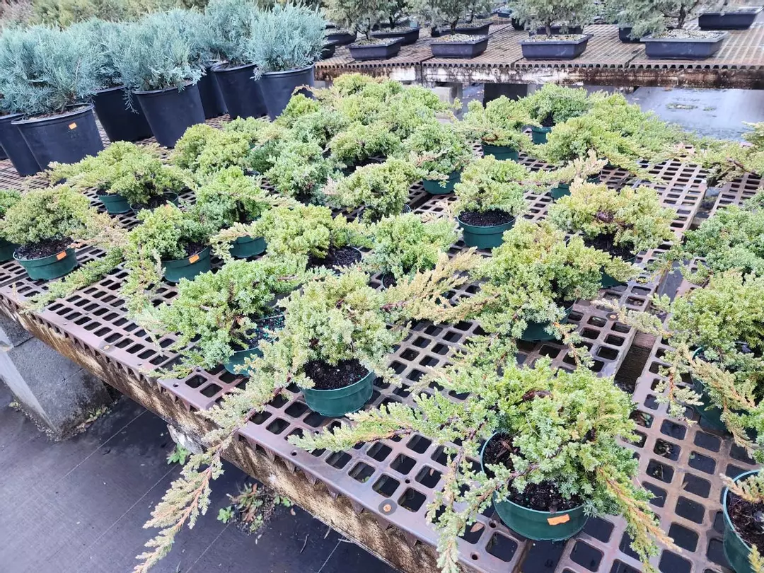 Juniper procumbens "nana" in a 5" bulb pan thumbnail