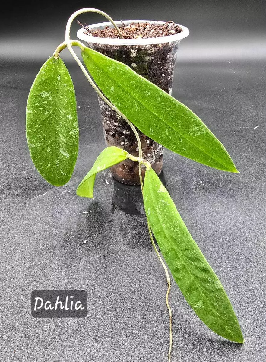 Hoya Kaikoeana fka Dahlia thumbnail
