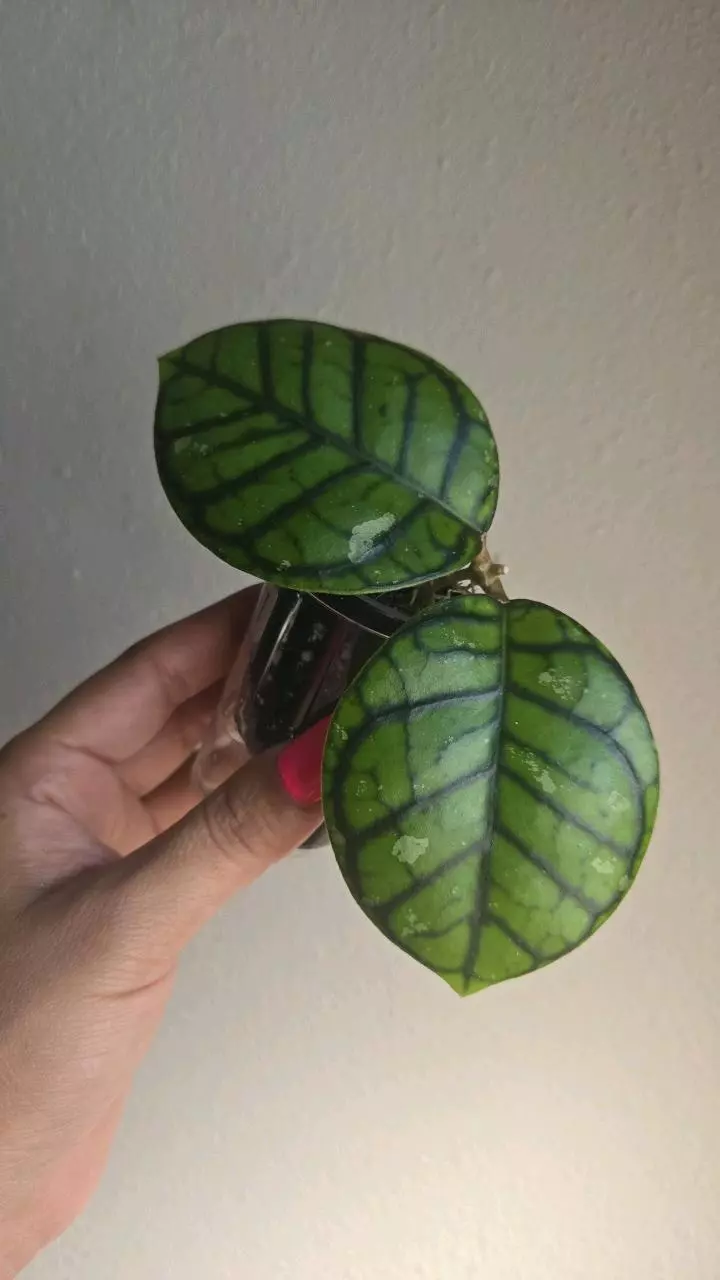 Hoya Callistophylla 'Chibi' #9444 thumbnail