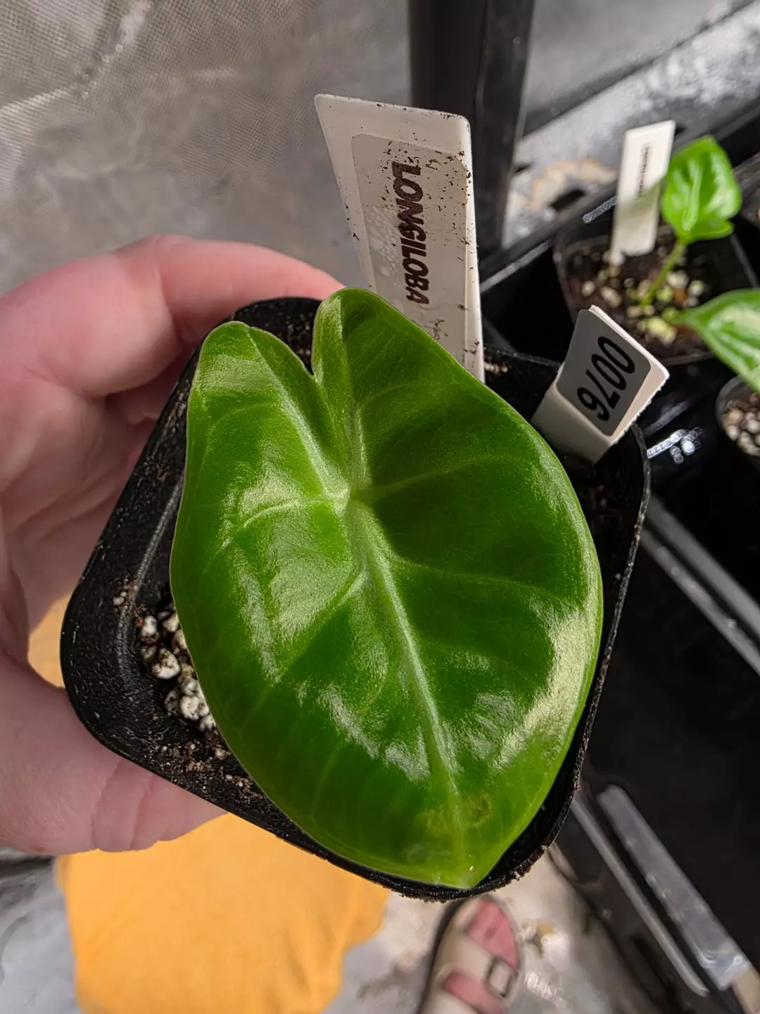 0076 longiloba pup thumbnail