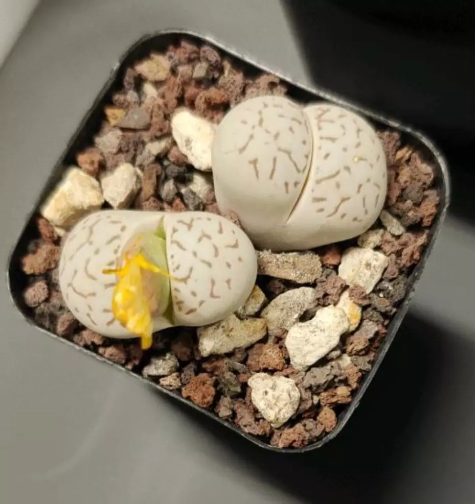 Lithops living stone, 2 headed thumbnail