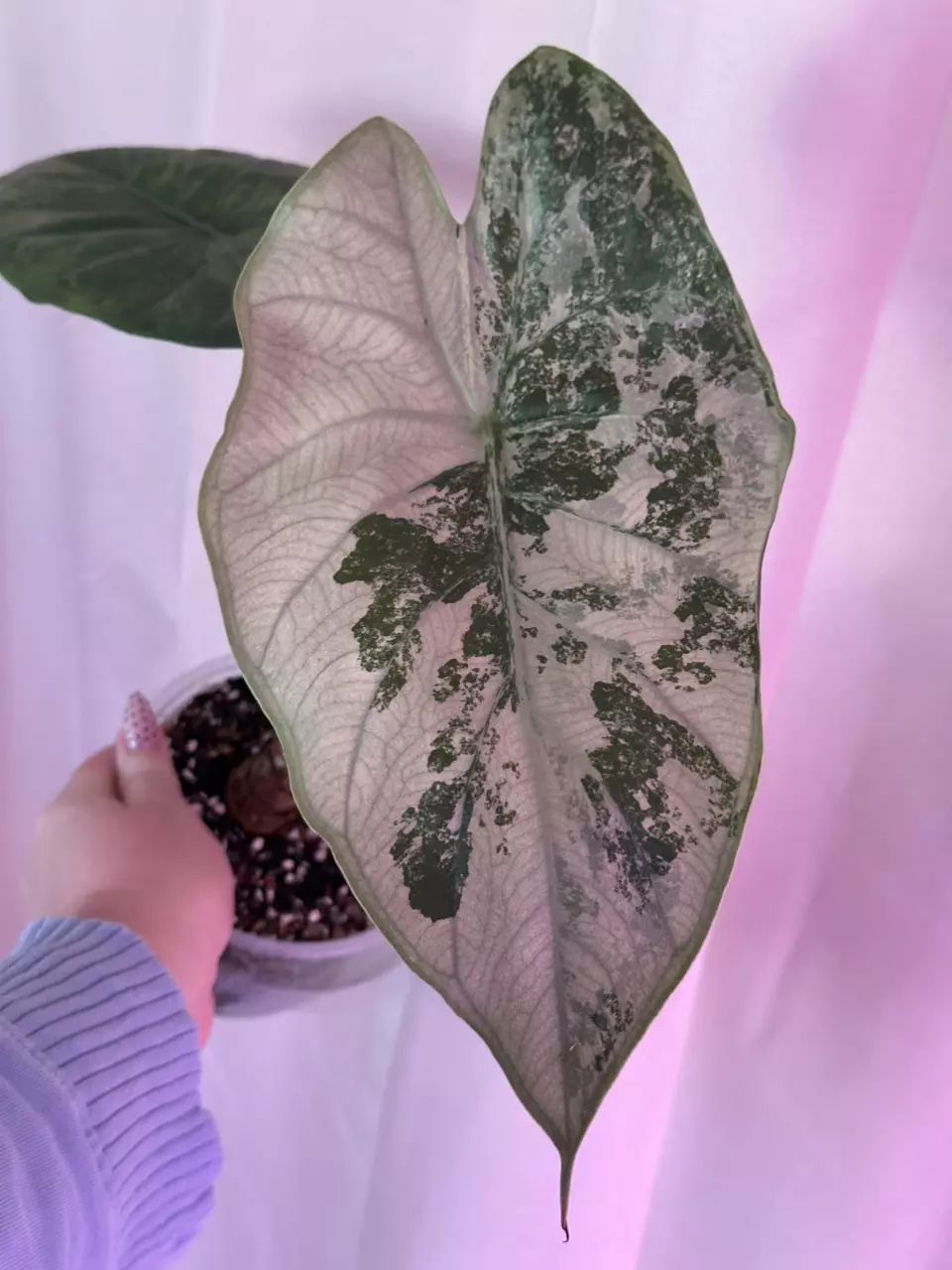 Shipping for PlantMamaMiyako 💚 thumbnail