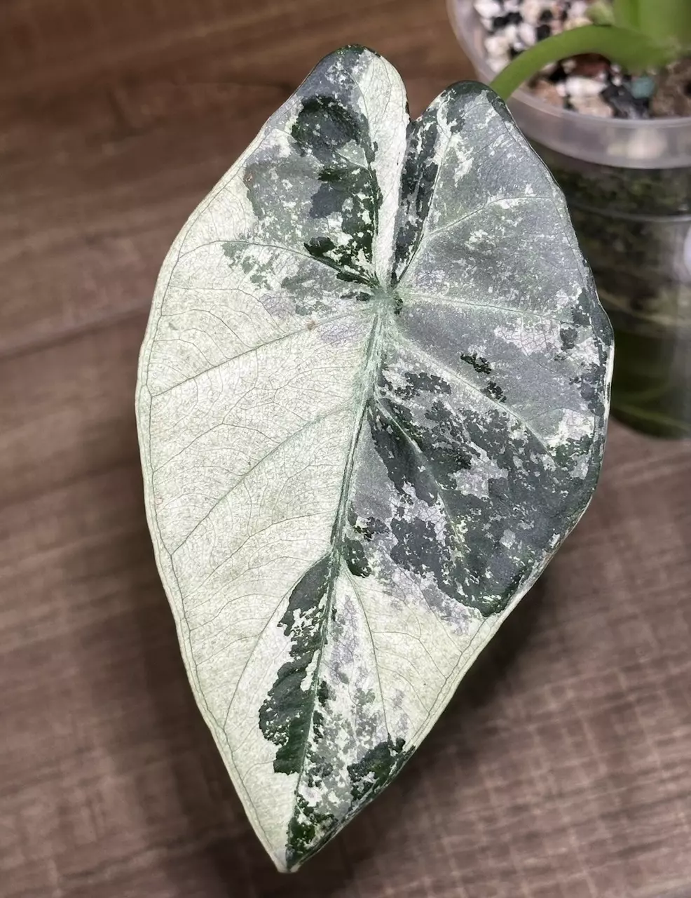 Regal shield pup thumbnail