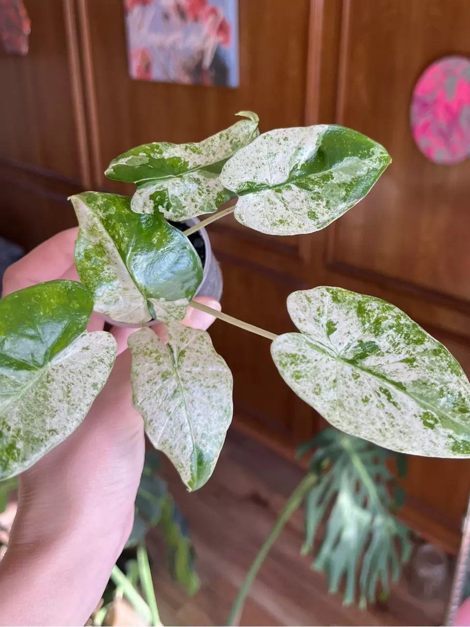 Odora Batik Alocasia thumbnail