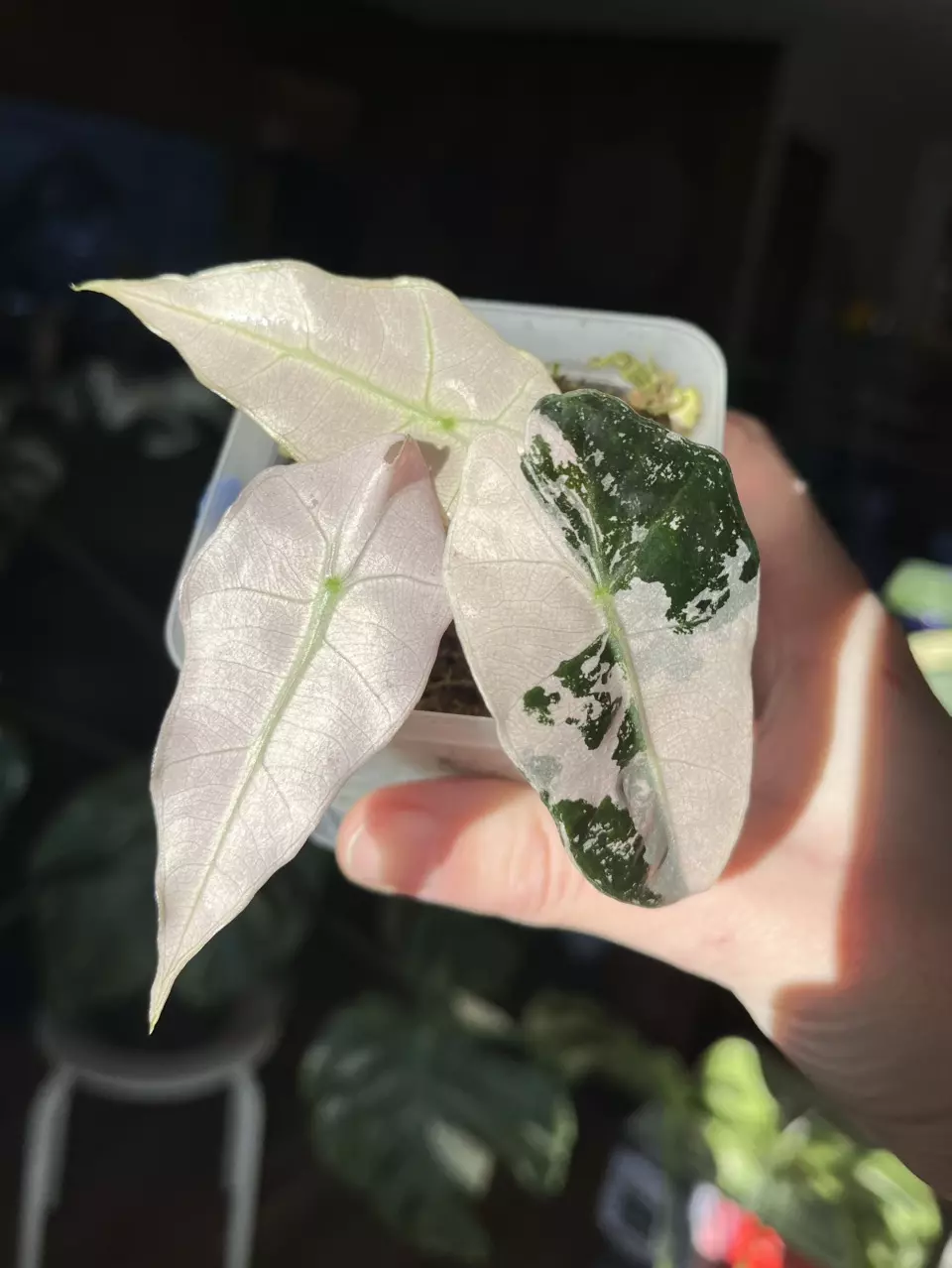 Pink Amazonica (Corm Grown) thumbnail