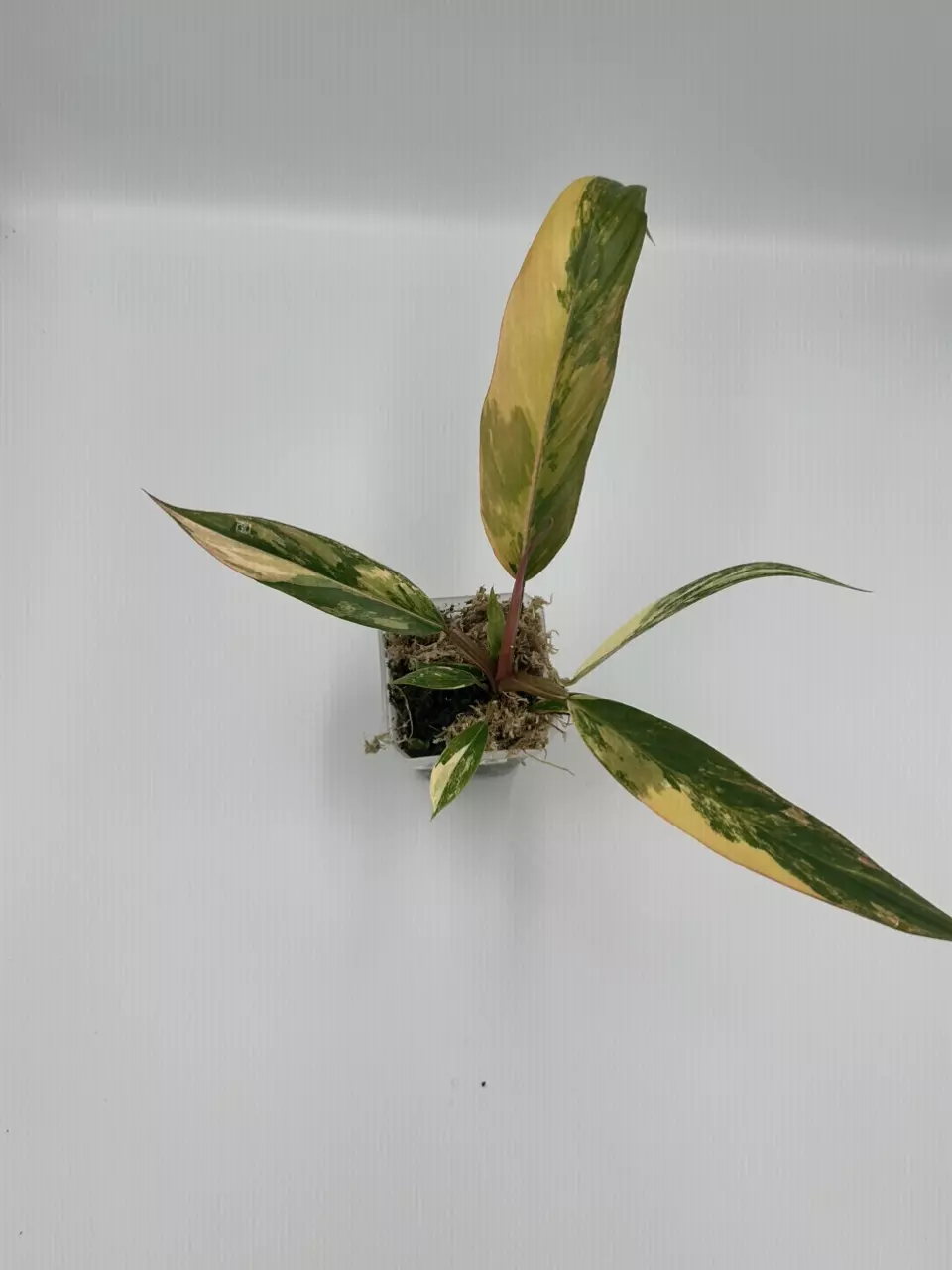 Carmel Marble Philodendron Exact Plant thumbnail