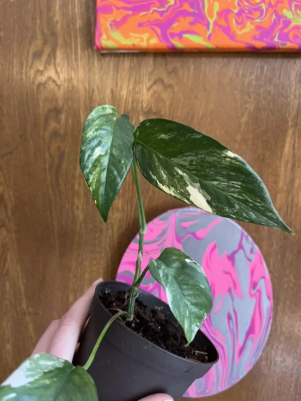 Epi Pinnatum Albo 4” thumbnail