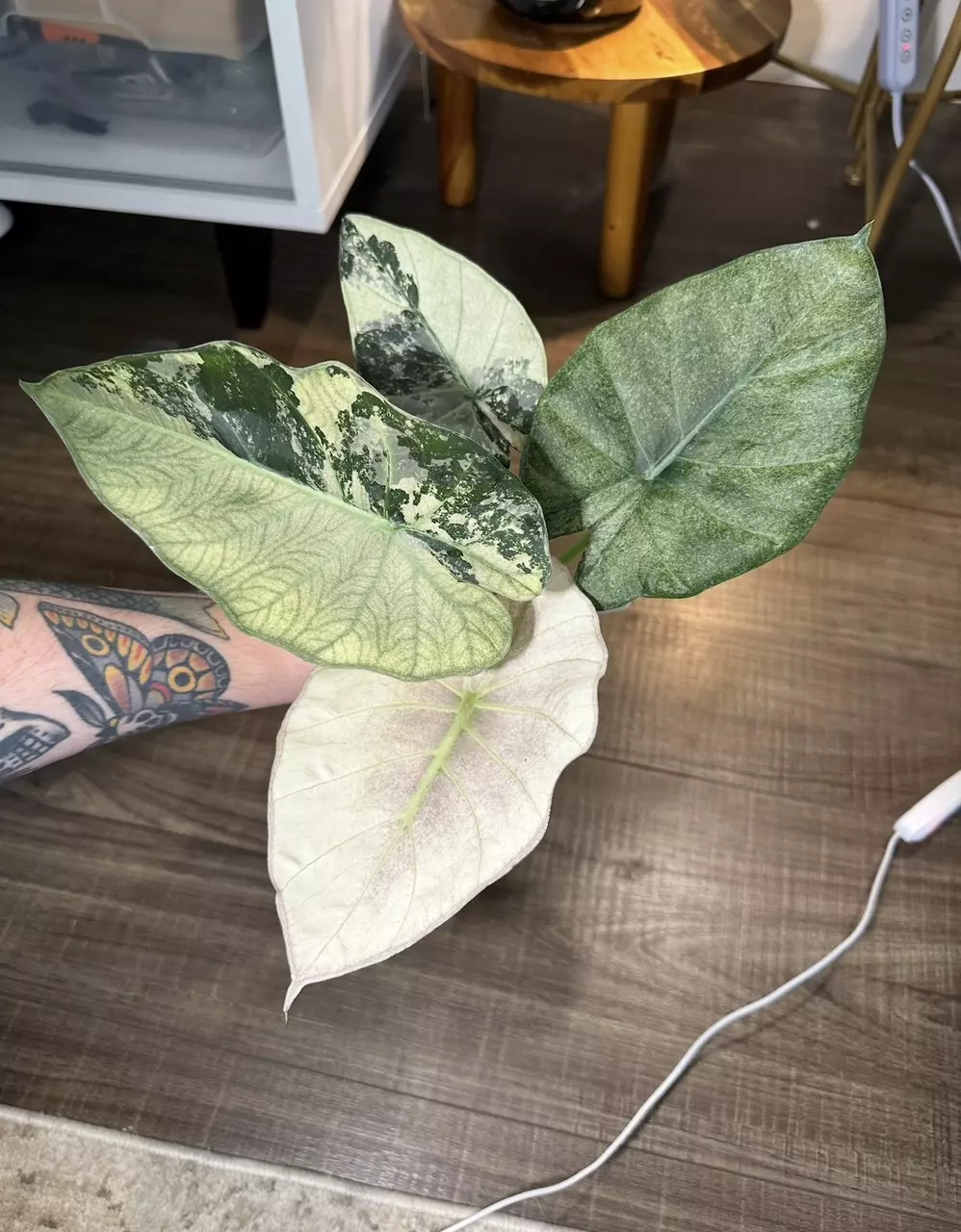 Regal shield Albo pup thumbnail