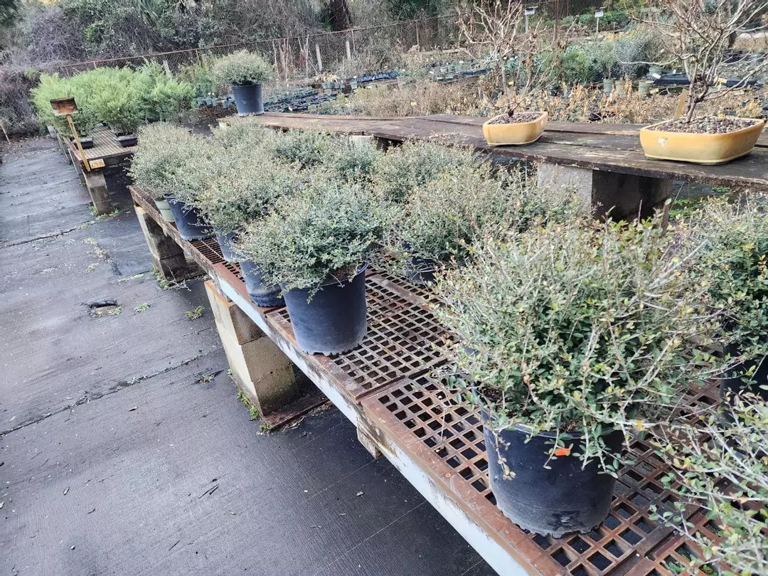 3 gallon ilex vomitoria " shillings" with class included . March 22nd 9am est. thumbnail