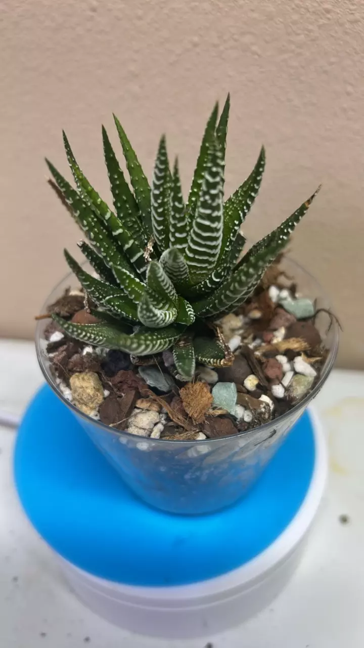 Haworthia Fasciats Zebra plant thumbnail