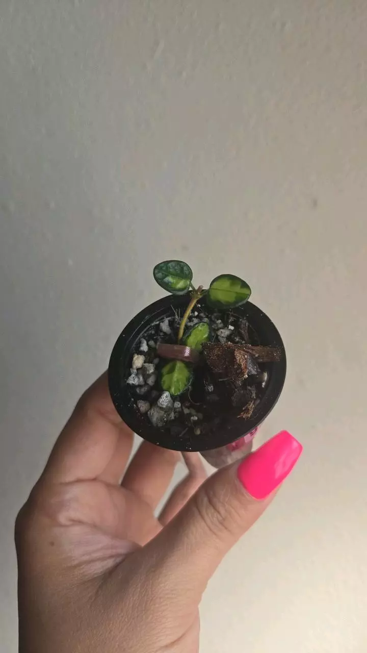 Hoya Tengchongensis (variegated) #9281 thumbnail