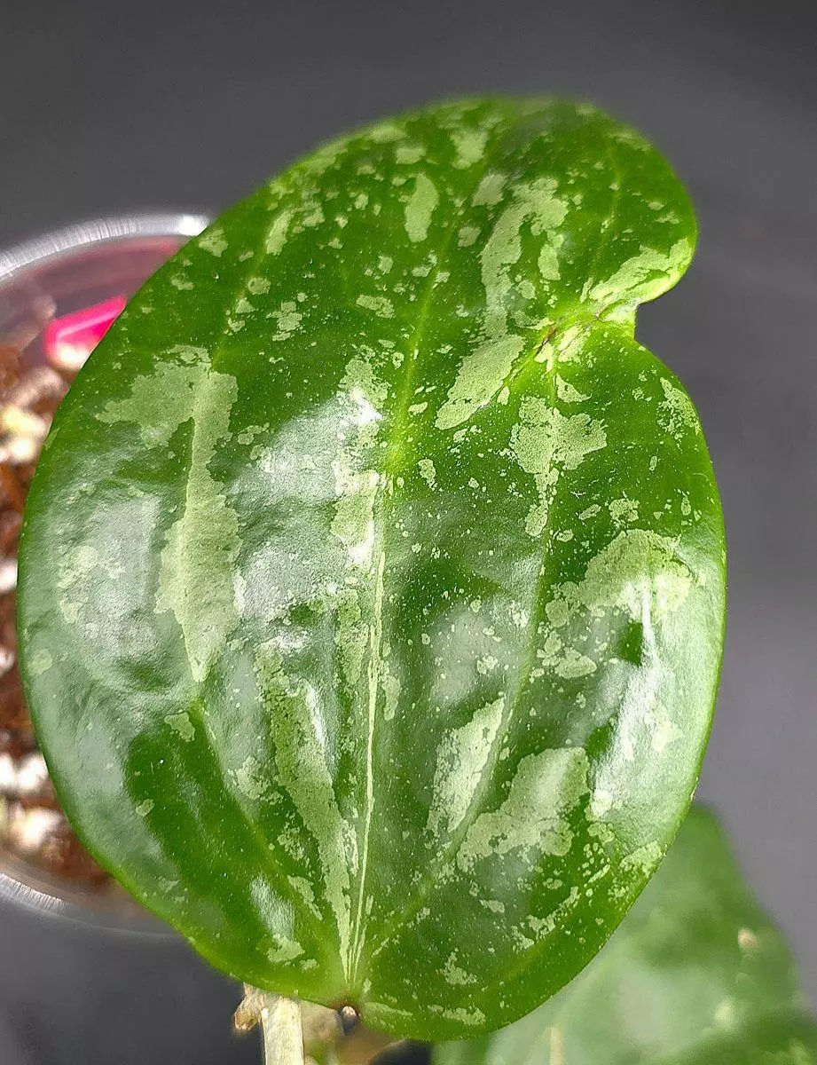 Hoya Latifolia Snow Queen thumbnail