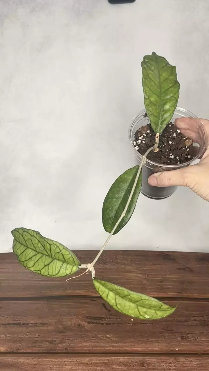 Hoya ranauensis thumbnail