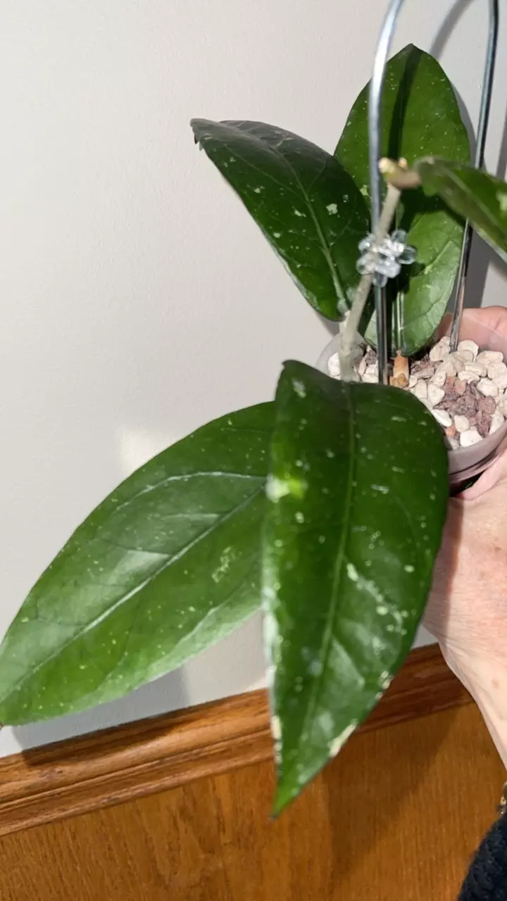 159 Hoya sp. Bur Pantan Cuaca (often listed with collection code NAPC019) thumbnail