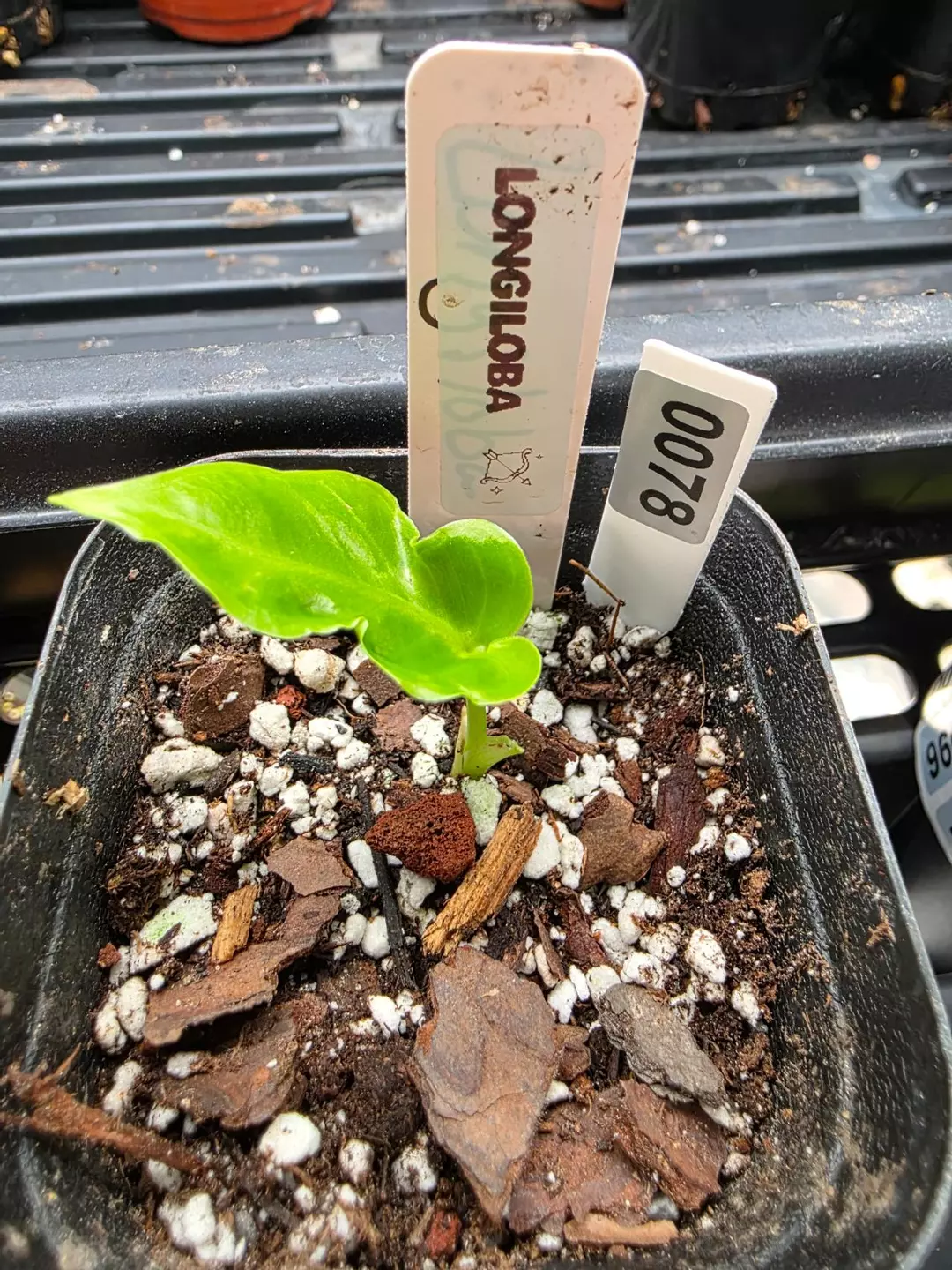 0078 longiloba pup thumbnail