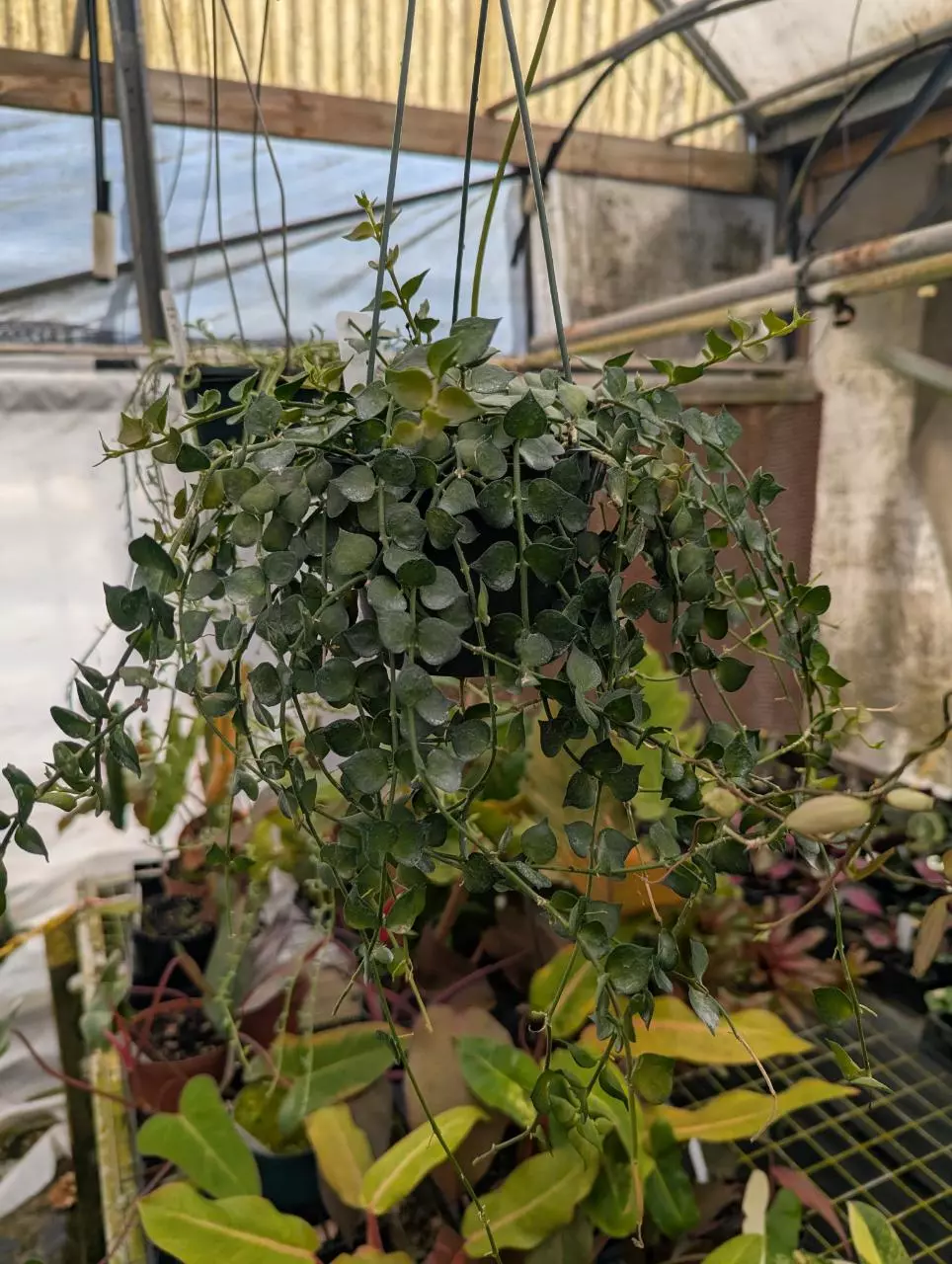 Million hearts thumbnail