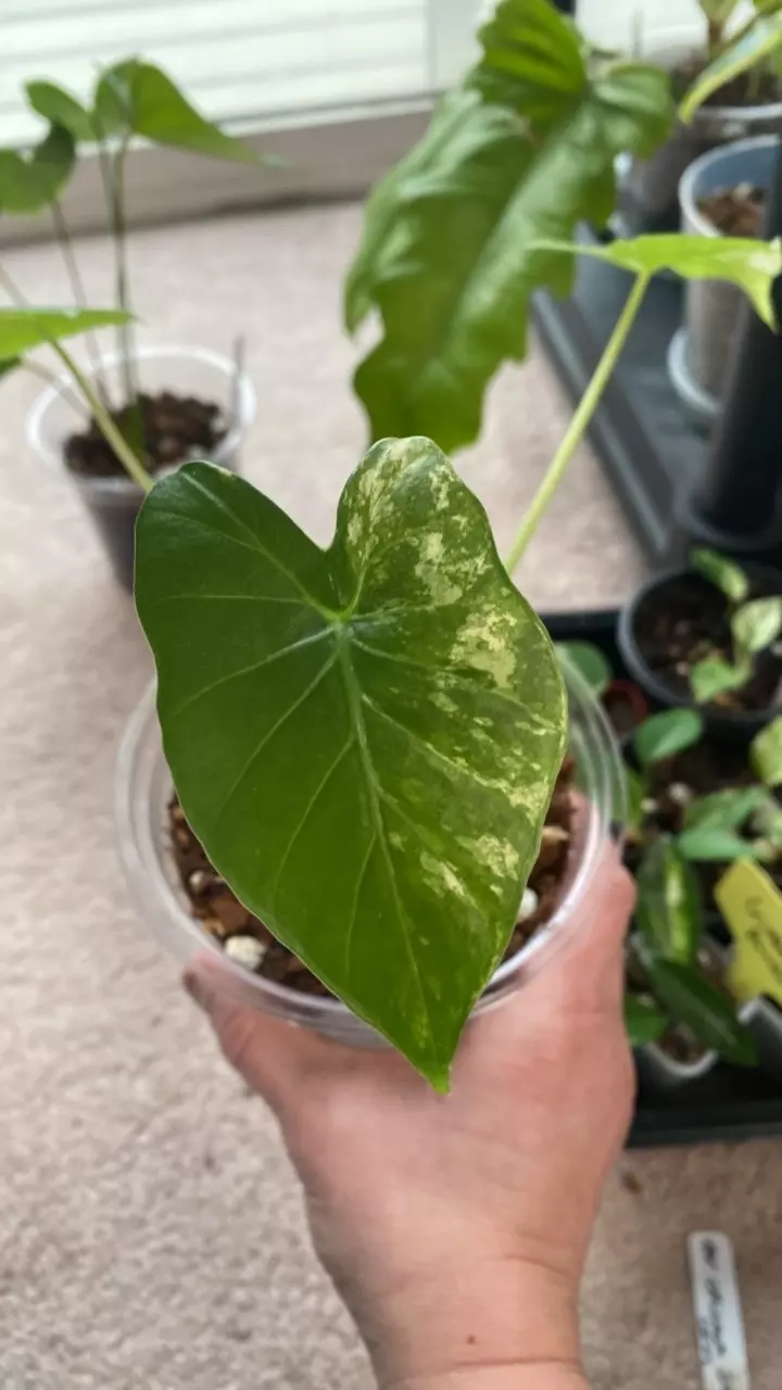 Variegated Okinawa silver thumbnail