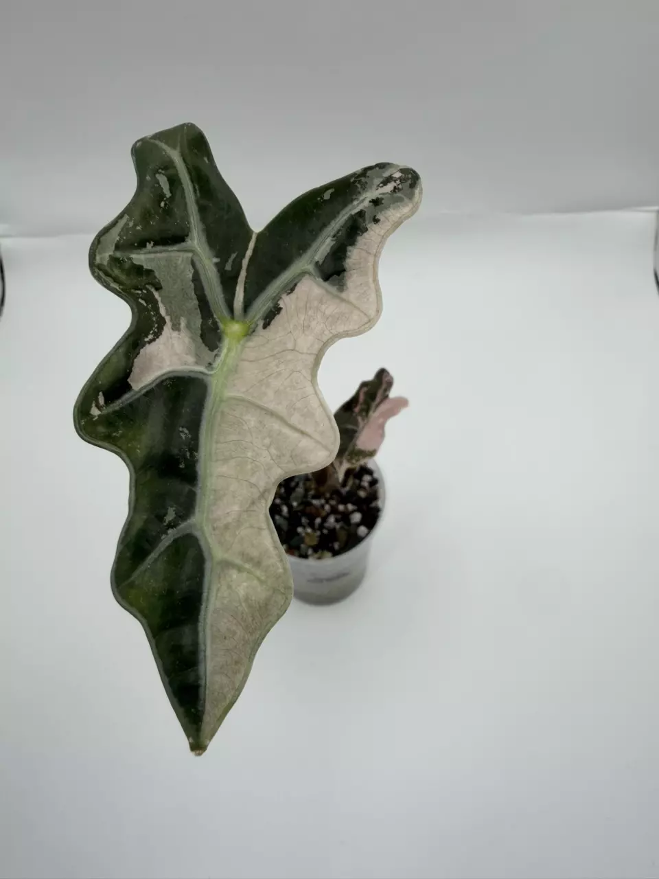 Alocasia Pink Nobilis pup thumbnail
